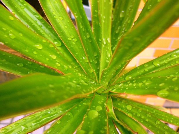 雨