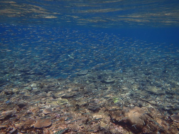 水面と小魚