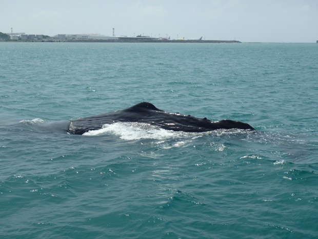 空港沖にマッコウクジラ