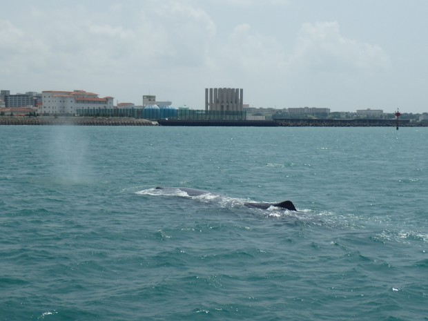 三重城港とマッコウクジラ