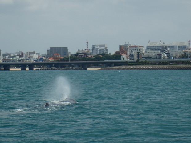 県庁とクジラ