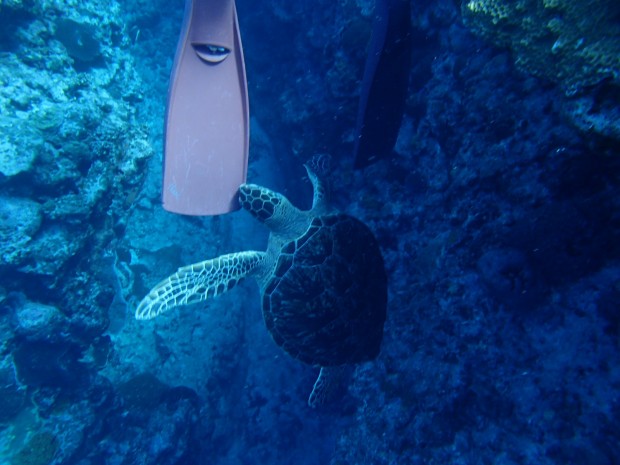 フィンを噛むカメ