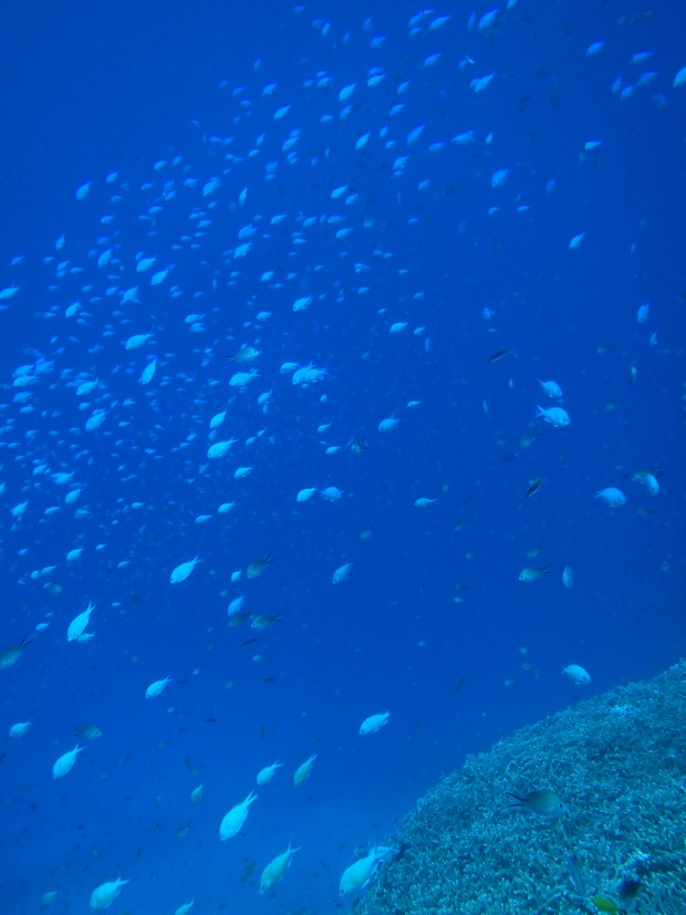 魚たちの乱舞