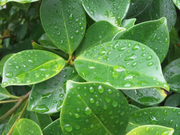 雨に濡れた葉