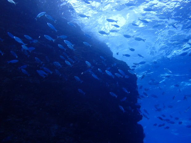 黒島でギンユゴイ