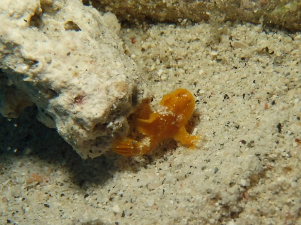 カエルアンコウ幼魚