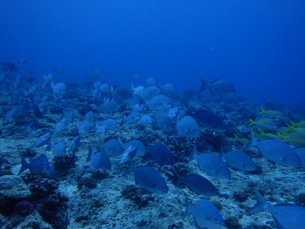 魚影と透明度