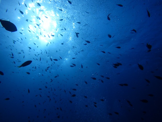 陽射しと魚たち