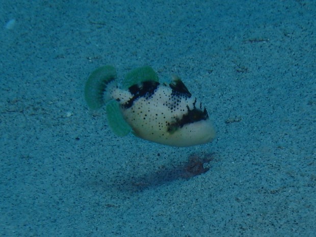 キヘリモンガラ幼魚