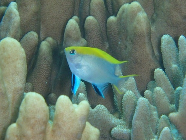 クロスズメダイ幼魚