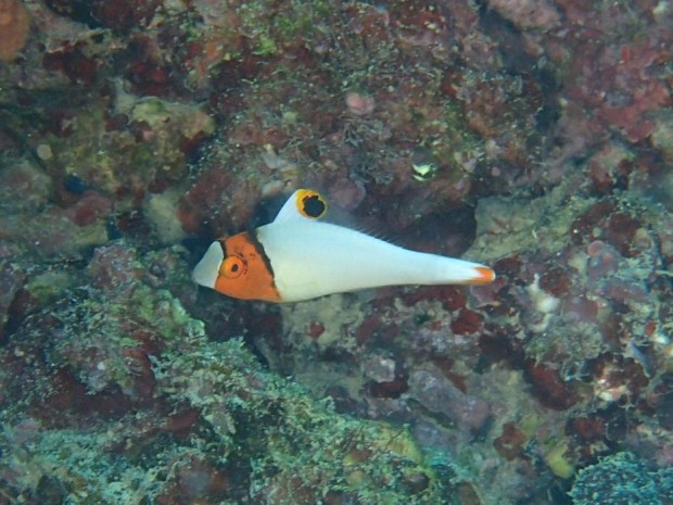 イロブダイ幼魚