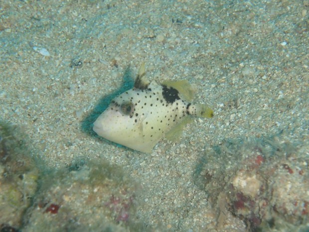 ゴマモンガラ幼魚