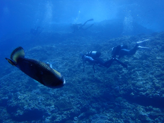 ゴマモンガラ成魚