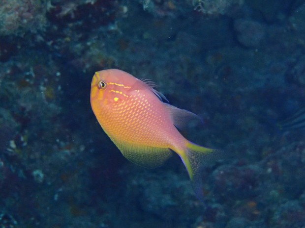 青 ピンク 沖縄の海を彩る魚たち サザンアイランダー