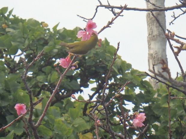 桜とメジロ