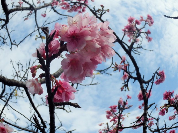 桜の花