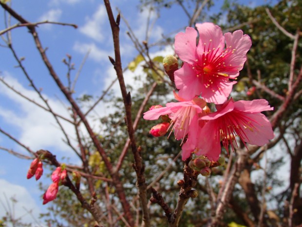 桜