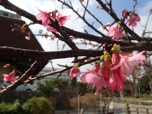 桜の花