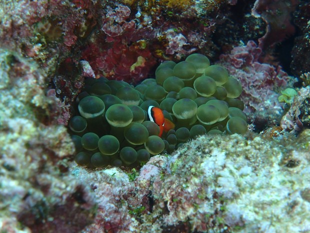 ハマクマノミ幼魚