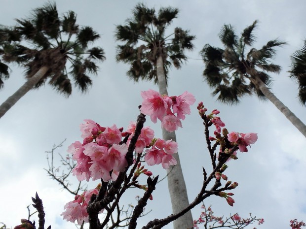 ヤシの木と桜