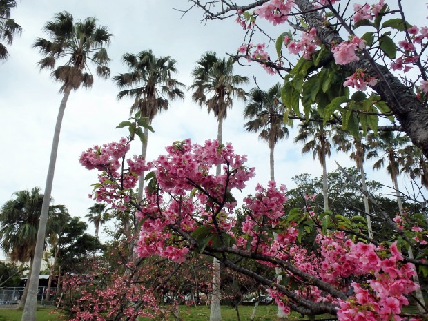 満開の桜