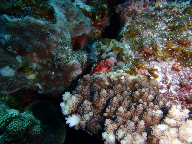 サンゴとレイシ貝