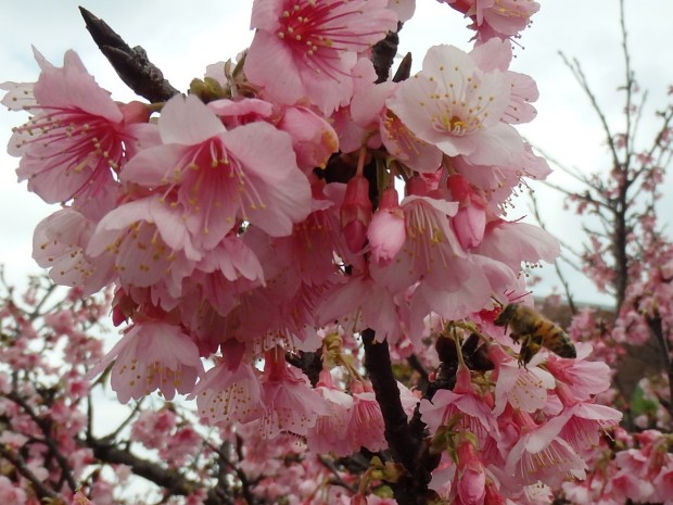 桜とハチ