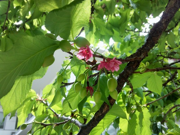 桜の花