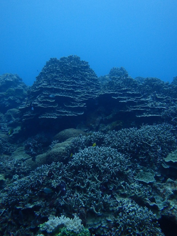 サンゴ群生