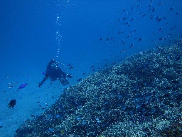 魚とダイバー