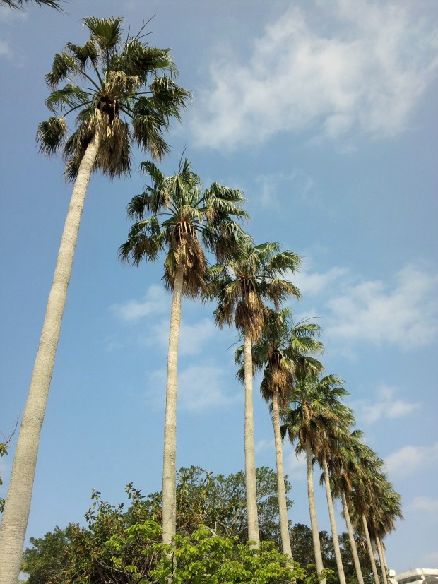 ヤシの木と青空