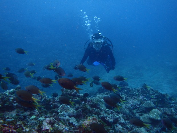 ダイバーと魚影