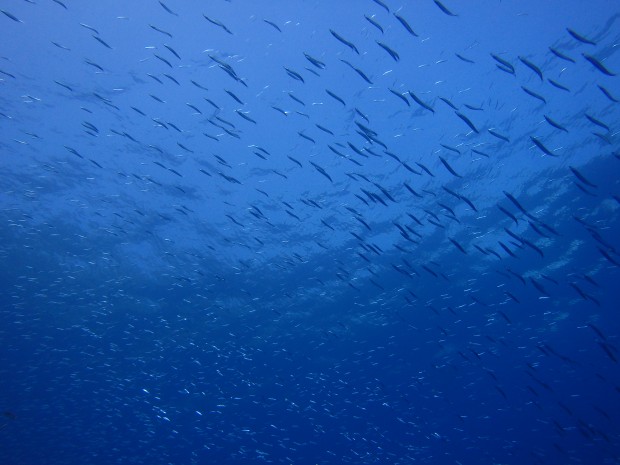 水面に小魚