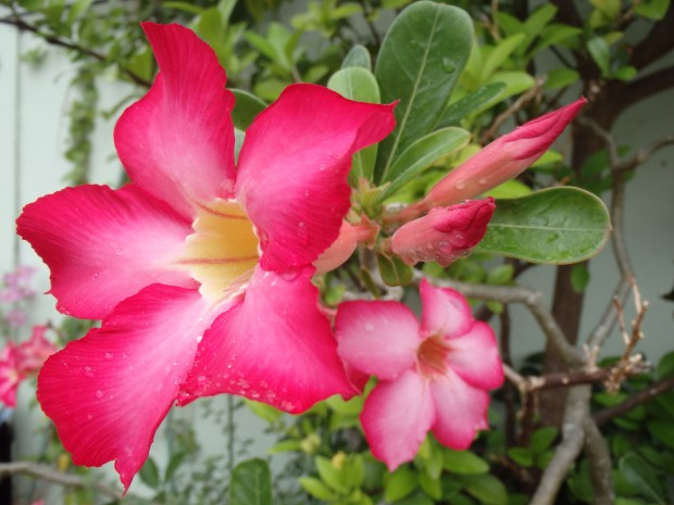 雨に濡れる花