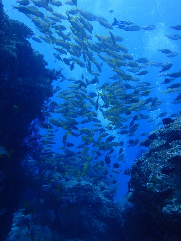 ウチザンの魚影