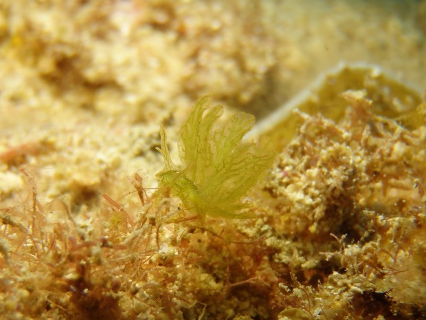 海草に擬態するウミウシ