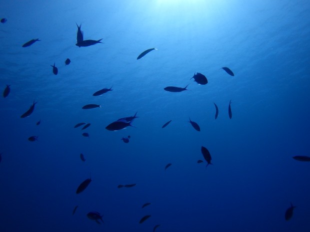 水面と魚