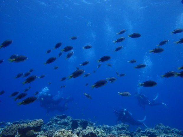 魚とダイバー