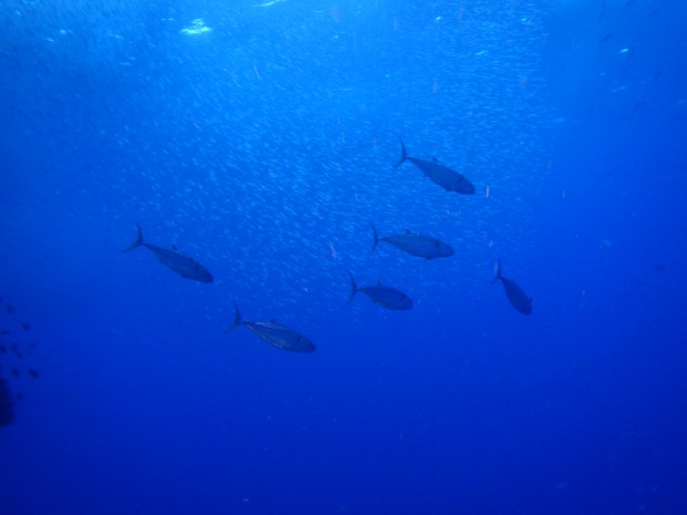 イソマグロとキビナゴ