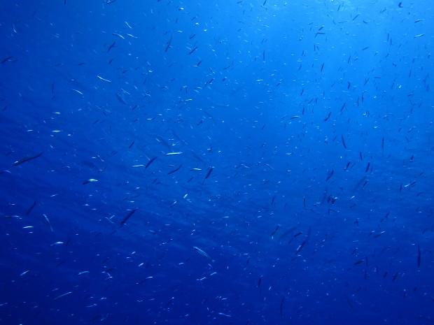 水面と小魚