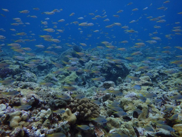 スズメダイ幼魚の群れ