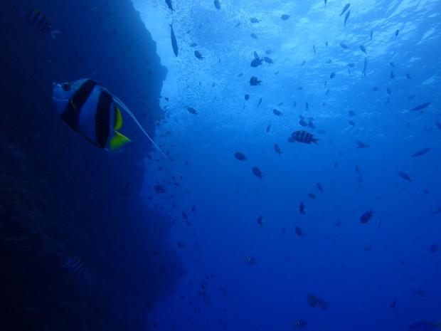 ドロップと魚群