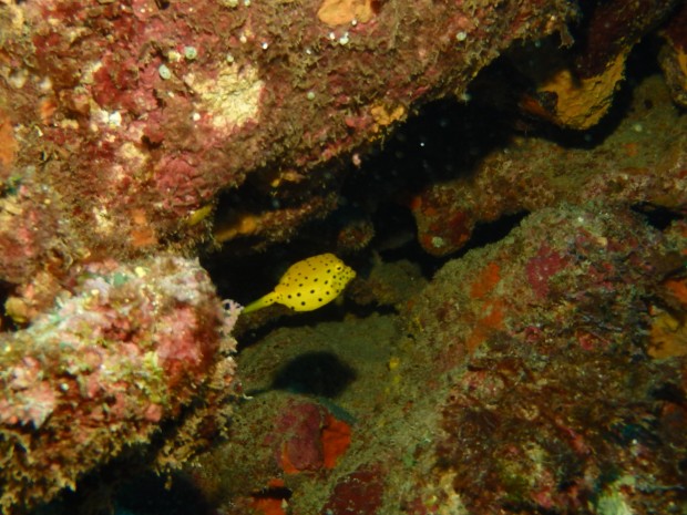 ミナミハコフグ幼魚