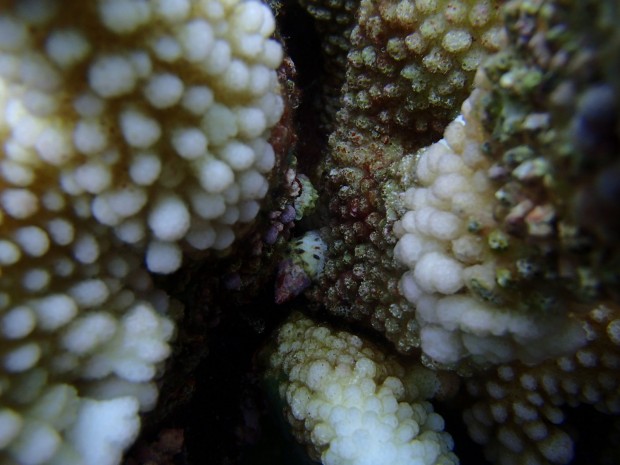 サンゴに付いたレイシ貝