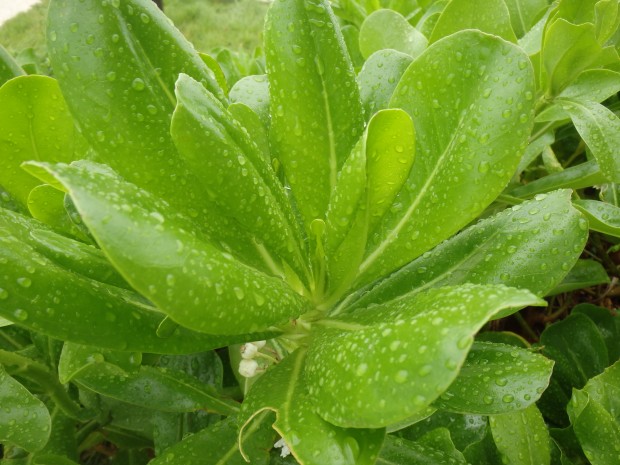 雨に濡れる葉