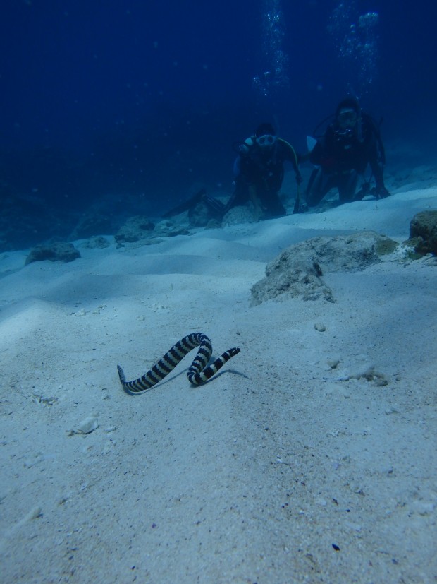 砂地と海ヘビ