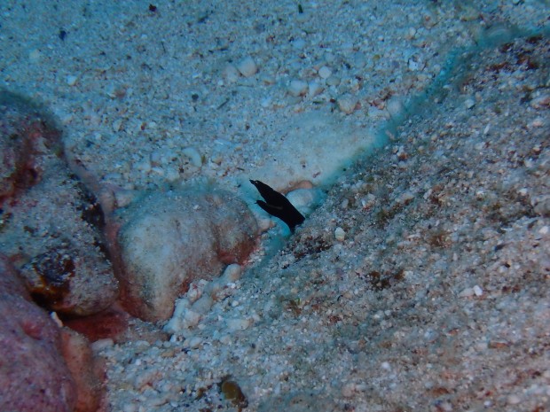 ハナヒゲウツボ幼魚