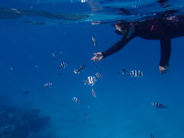 寄って来る魚たち