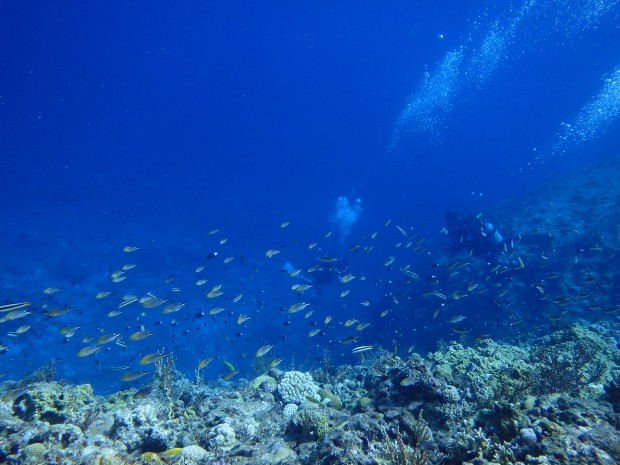 魚影とダイバー