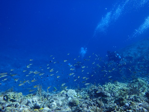 魚影とダイバー